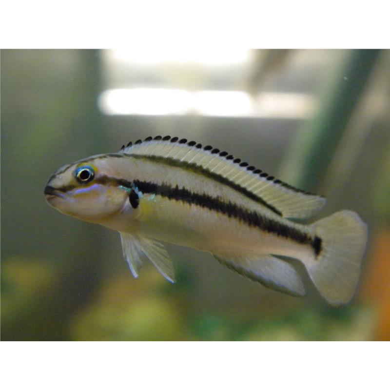 Telmatochromis vittatus - imagine 4